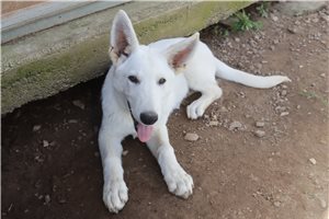 Norris - German Shepherd for sale