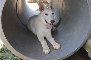 Nico - German Shepherd for sale