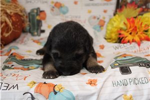 Lennox - German Shepherd for sale