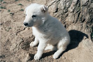 Maguire - German Shepherd for sale