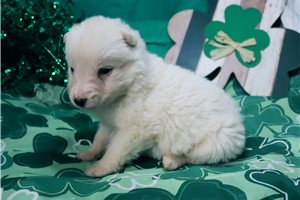 Maestro - German Shepherd for sale