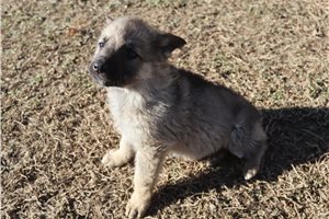 Caleah - puppy for sale