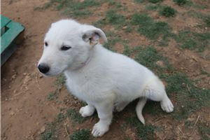 Norris - puppy for sale