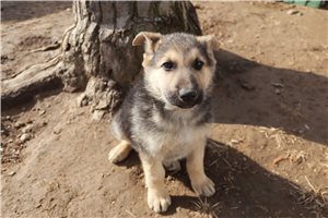 Franklin - German Shepherd for sale