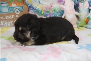 Cooper - German Shepherd for sale