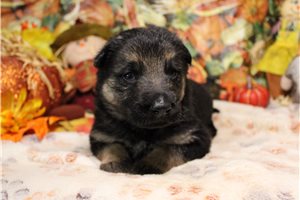 Randall - German Shepherd for sale