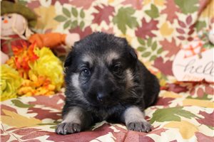 Layla - German Shepherd for sale