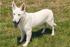 Norris - puppy for sale