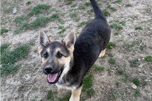 Fern - German Shepherd for sale