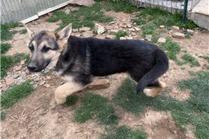 Fern - German Shepherd for sale