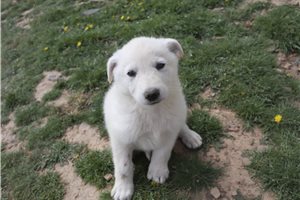 Nole - German Shepherd for sale