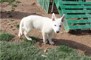 Makai - German Shepherd for sale