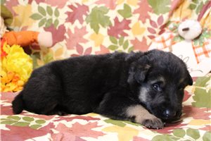 Lennox - German Shepherd for sale