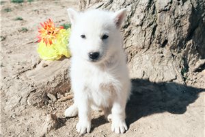 Mage - German Shepherd for sale