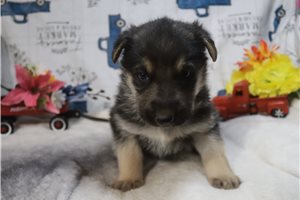 Charles - German Shepherd for sale