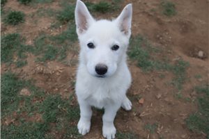 Makai - German Shepherd for sale