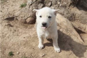 Mage - German Shepherd for sale