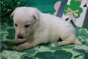 Nova - German Shepherd for sale