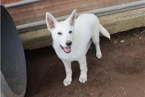 Malachi - German Shepherd for sale