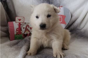 Cotton - puppy for sale