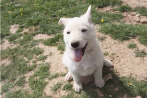 Norris - German Shepherd for sale