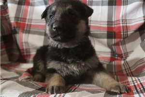 Tori - German Shepherd for sale