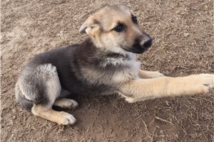 Caiden - puppy for sale