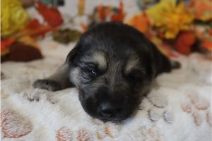 Apollo - puppy for sale