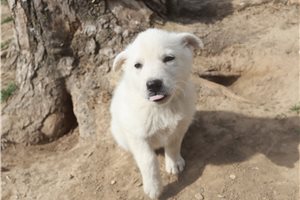 Maeve - German Shepherd for sale