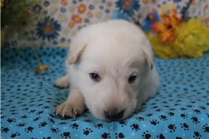 Carter - German Shepherd for sale