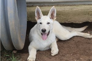 Neptune - German Shepherd for sale