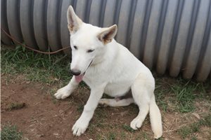 Nico - German Shepherd for sale