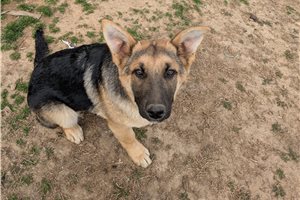 Caesar - German Shepherd for sale