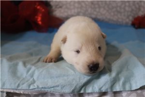 Maguire - puppy for sale
