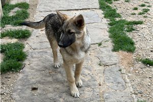 Camden - German Shepherd for sale