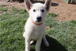 Nole - German Shepherd for sale