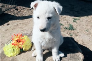 Newton - German Shepherd for sale