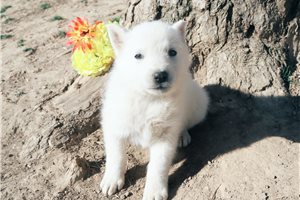 Makai - German Shepherd for sale