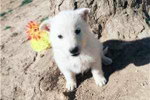 Maeve - German Shepherd for sale