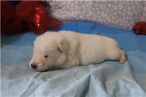 Magnum - German Shepherd for sale