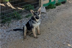 Fern - German Shepherd for sale
