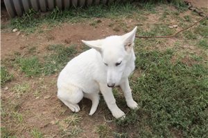 Maeve - German Shepherd for sale