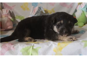 Barrett - German Shepherd for sale