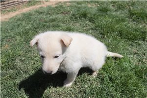 Echo - German Shepherd for sale