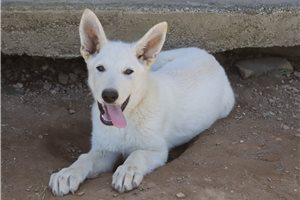 Neptune - German Shepherd for sale