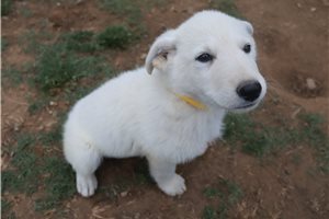 Neptune - German Shepherd for sale