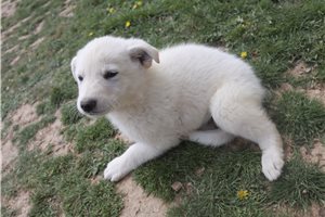 Neptune - German Shepherd for sale