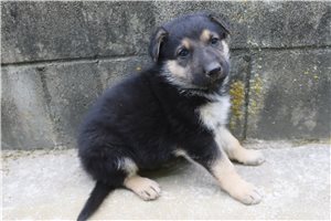 Caleb - German Shepherd for sale