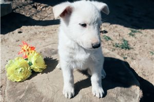 Nico - German Shepherd for sale