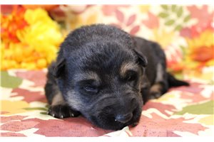 Ranita - German Shepherd for sale
